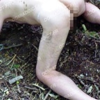 Objet sexuel du 37 à dispo pour trips extrêmes